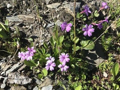 Primula integrifolia