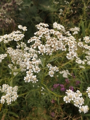 Achillea salicifolia
