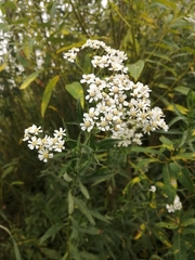 Achillea salicifolia