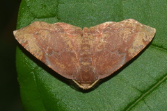 Achrosis