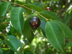 Eugenia candolleana