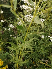 Achillea salicifolia