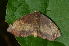 Achrosis