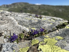 Phyteuma globulariifolium