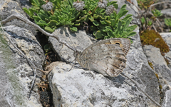 Pseudochazara orestes