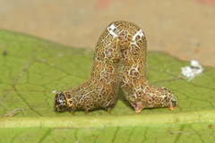 Achrosis