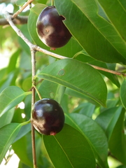 Eugenia candolleana