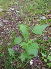 Chenopodiastrum hybridum