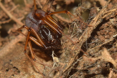 Scytodes fusca