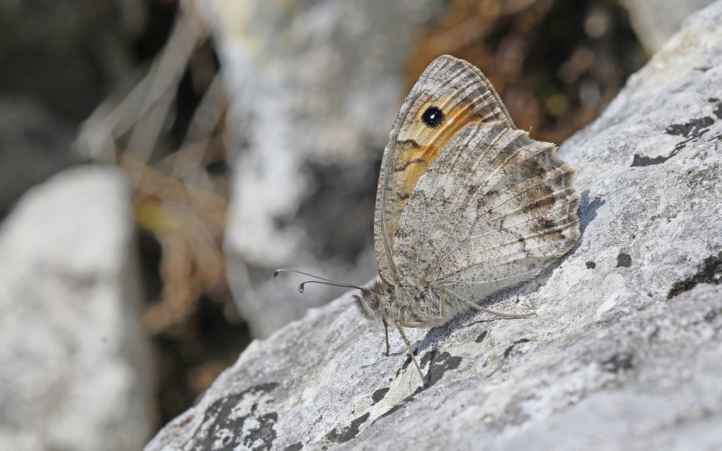Dils' Grayling