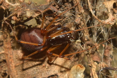Scytodes fusca