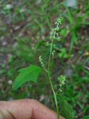 Chenopodiastrum hybridum
