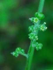 Chenopodiastrum hybridum