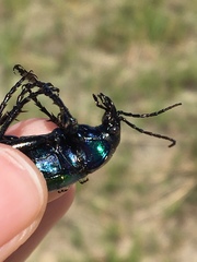 Calosoma sycophanta
