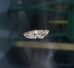 Idaea dimidiata