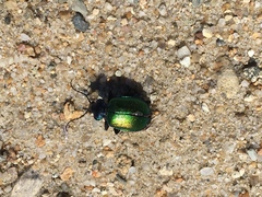 Calosoma sycophanta
