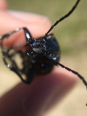 Calosoma sycophanta