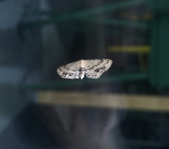 Idaea dimidiata