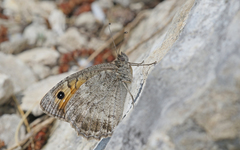 Pseudochazara orestes