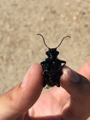 Calosoma sycophanta