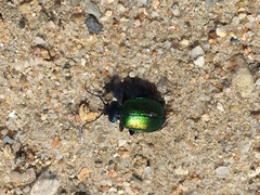 Calosoma sycophanta