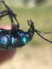 Calosoma sycophanta