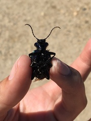 Calosoma sycophanta