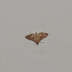 Sameodes cancellalis