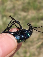 Calosoma sycophanta