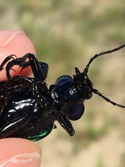 Calosoma sycophanta