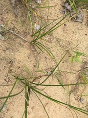 Carex arenaria
