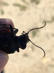 Calosoma sycophanta