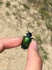 Calosoma sycophanta