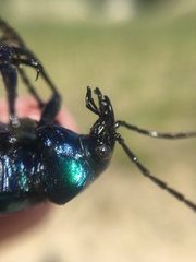 Calosoma sycophanta