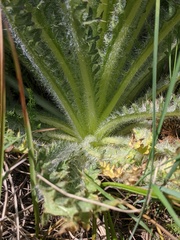 Cirsium foliosum