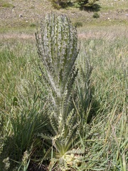 Cirsium foliosum
