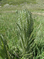 Cirsium foliosum