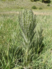 Cirsium foliosum