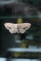 Idaea dimidiata