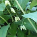 Smooth Solomon's Seal - Photo (c) Grant Parkins, some rights reserved (CC BY-NC), uploaded by Grant Parkins