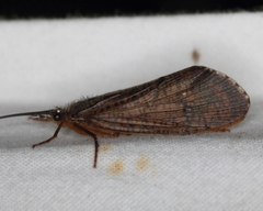 Ptilostomis ocellifera