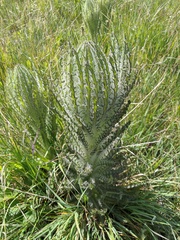 Cirsium foliosum