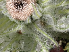 Cirsium foliosum