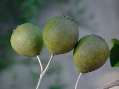 Psidium oligospermum