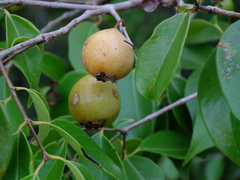 Psidium oligospermum