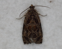 Olethreutes tilianum