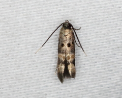 Stilbosis tesquella