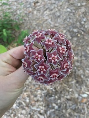 Hoya pubicalyx
