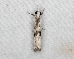 Microcrambus minor