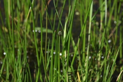 Eleocharis mamillata